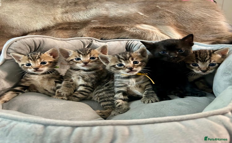 Bengal cats - Advert 3