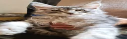 Maine Coon cats for sale: ❤️𝕾𝖙𝖚𝖓𝖓𝖎𝖓𝖌❤️ Maine Coon Kittens Ready - Advert 17