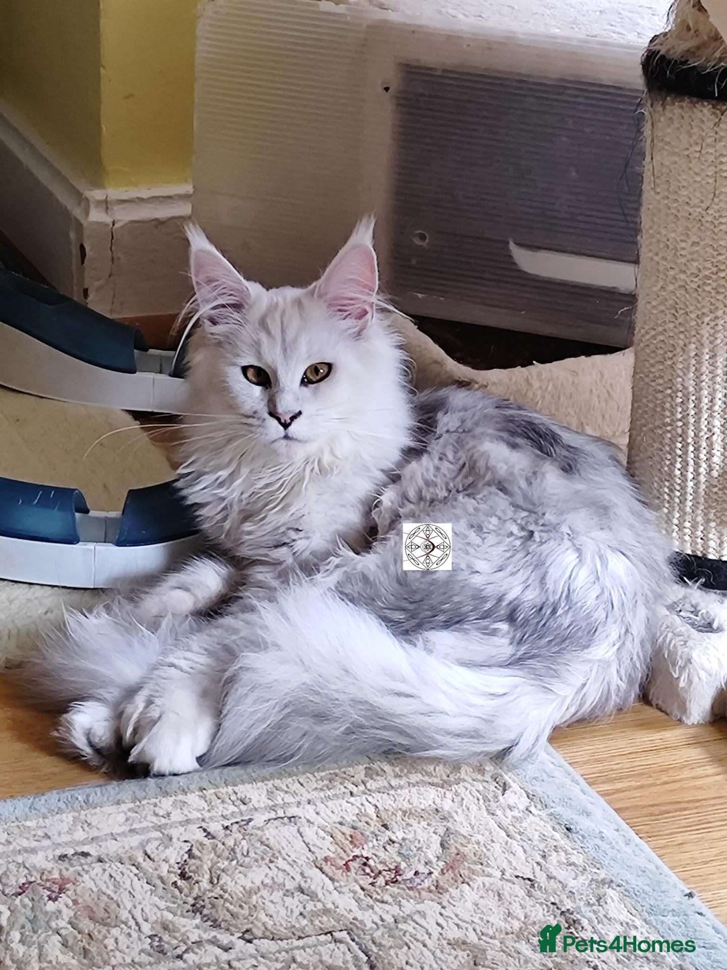 Maine Coon cats Gorgous maine coon polidactyl girl ❤️ - Advert 1