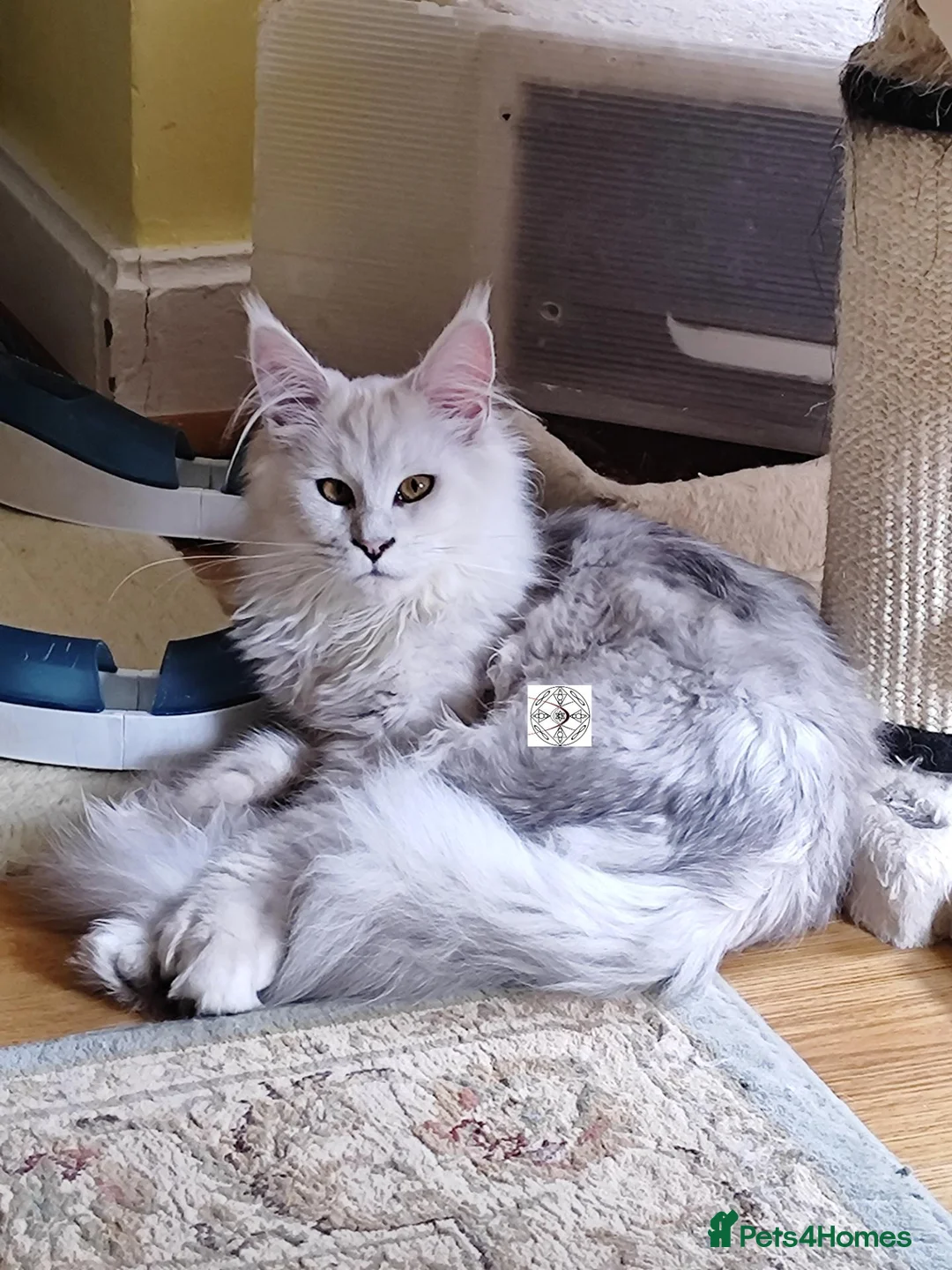 Maine Coon cats for sale: Gorgous maine coon polidactyl girl ❤️ - Advert 1