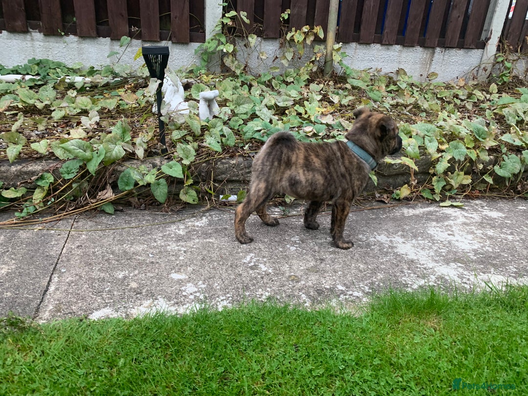 Mixed Breed dogs for sale: Mixed breed foster pup - Image 1