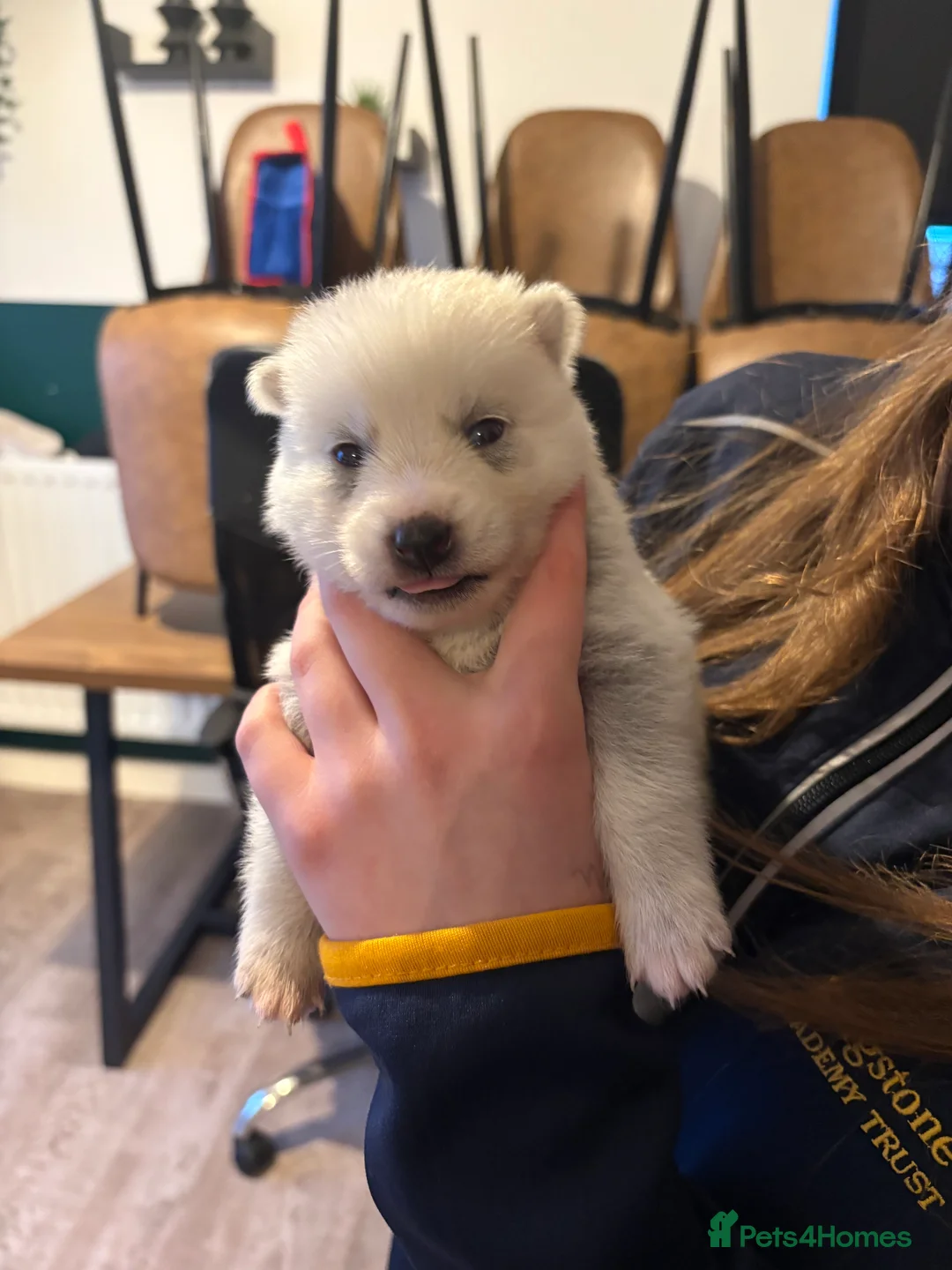 Pomsky dogs for sale: F2 Pomsky puppies  in Hereford - Advert 14