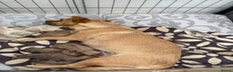 Jackshund dogs for sale: 5 Jackshund (JackWeenie) pups for sale - Advert 1