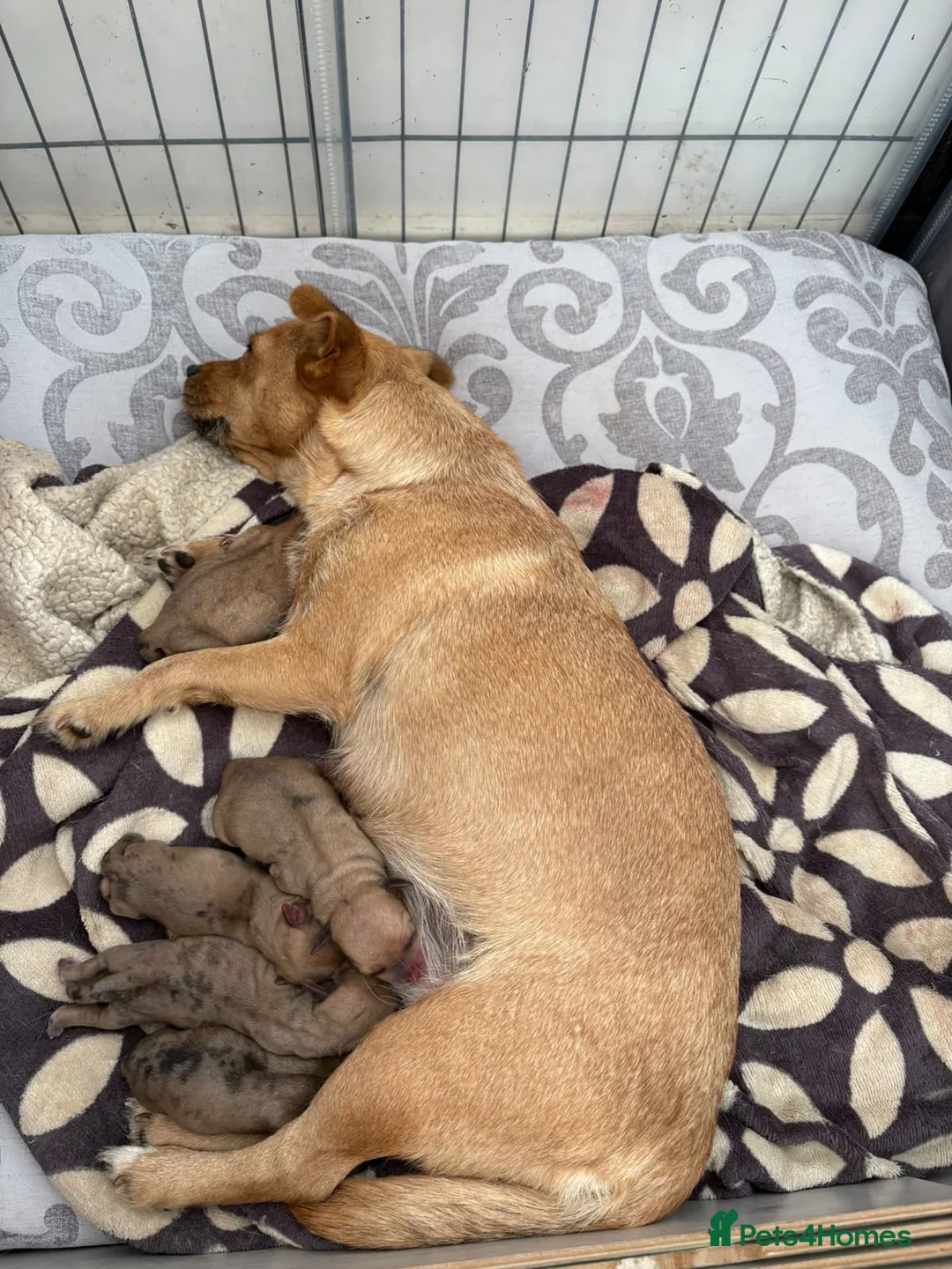 Jackshund dogs for sale: 5 Jackshund (JackWeenie) pups for sale - Advert 1