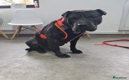 Shar Pei dogs for adoption: LIPA - a Superb, limping Girl, for a Loving Home - Image 14