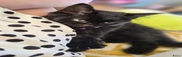 British Shorthair cats for sale: Beautiful British Shorthair Cross Kitten - Advert 9