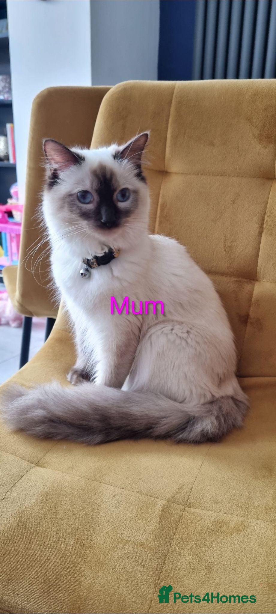 Ragdoll cats Gorgeous litter of Ragdoll kittens now £550! - Advert 5