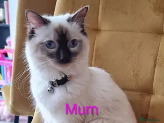 Ragdoll cats Gorgeous litter of Ragdoll kittens now £550! - Advert 5