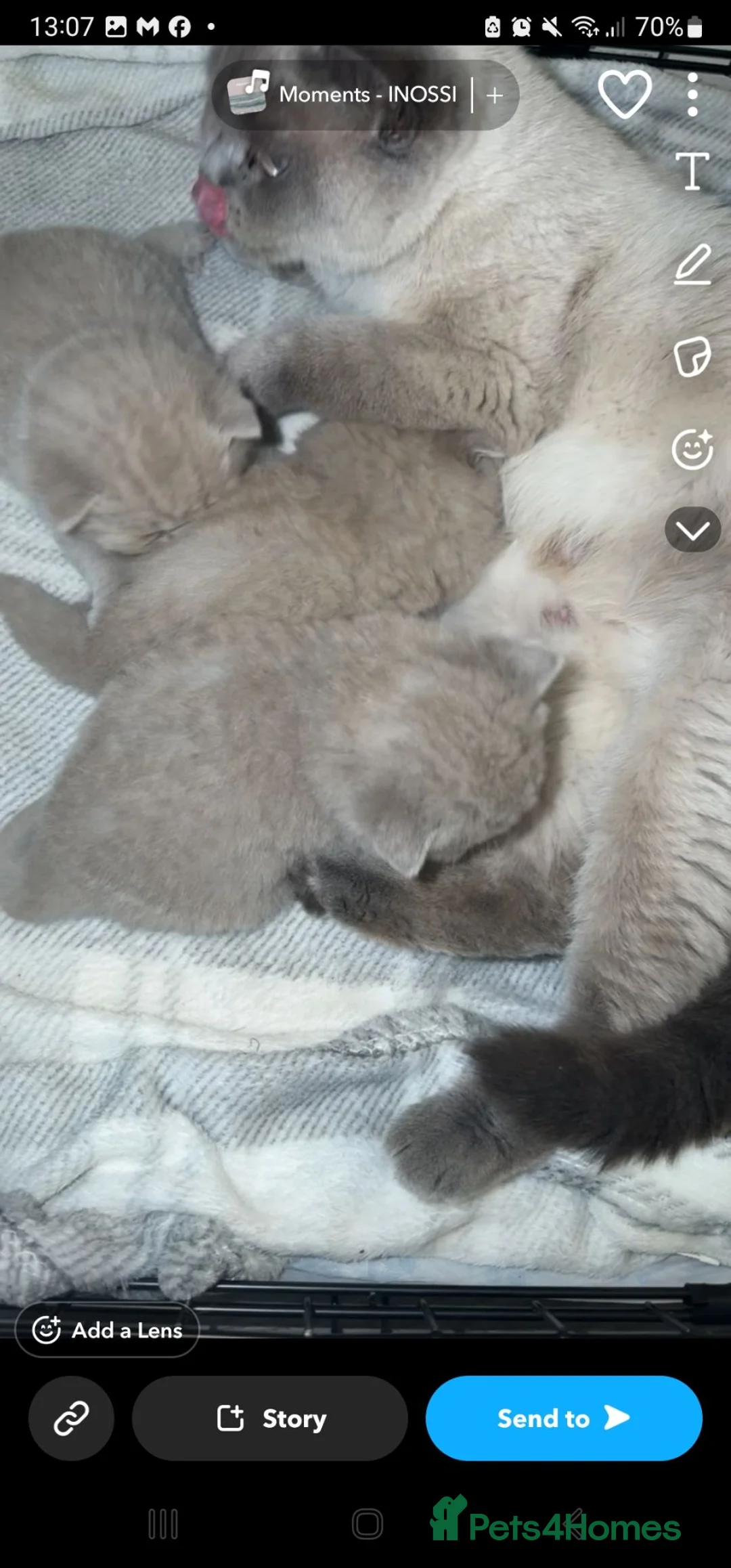 British Shorthair cats for sale: Cream bsh - Advert 6
