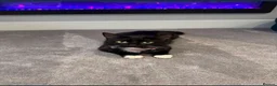 Mixed Breed cats for sale: Beautiful Mixed Breed Tuxedos!!  - Advert 4