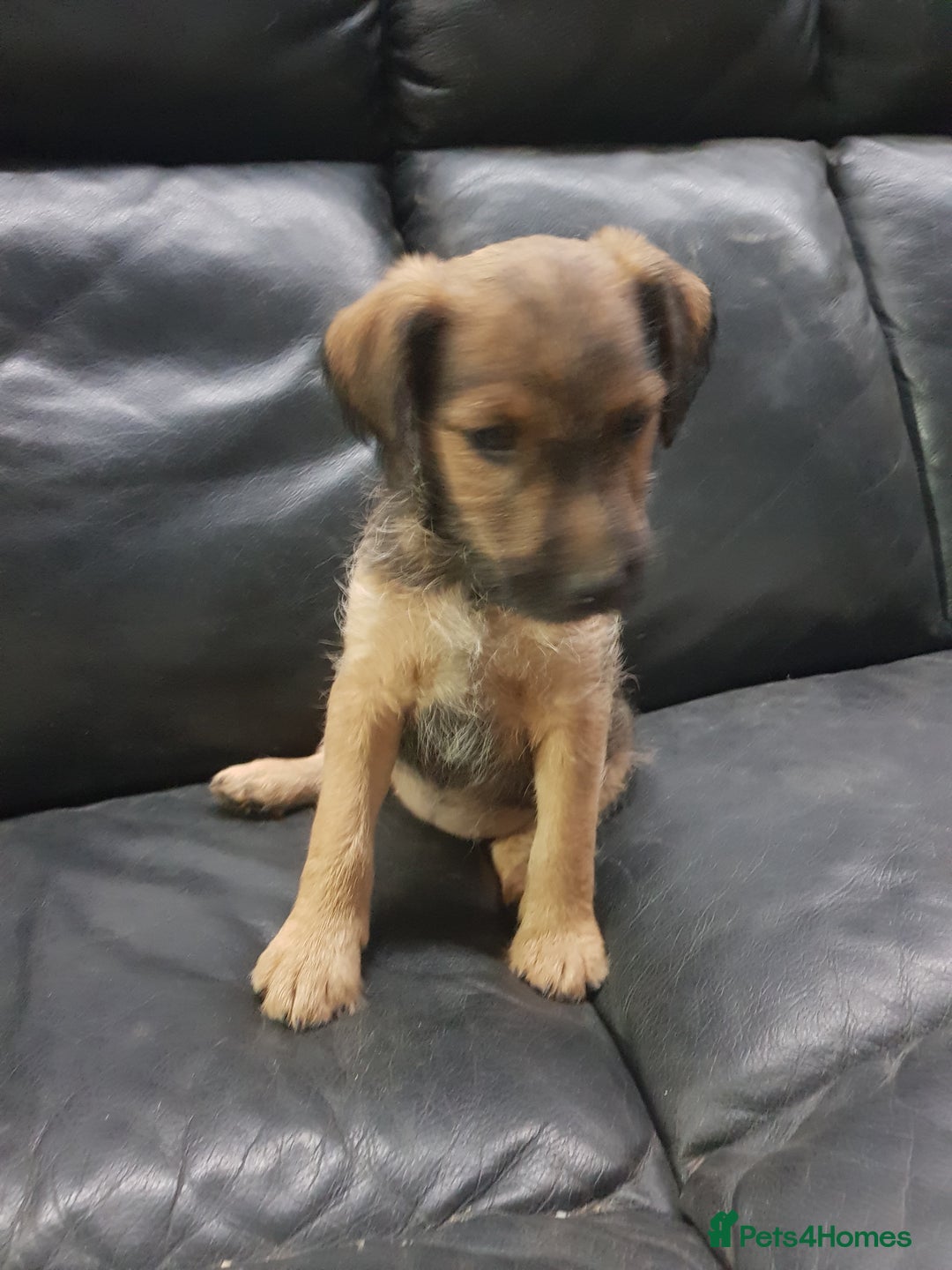 Mixed Breed dogs for sale: Lovely patterdale x Lakeland terrier pups - Advert 6
