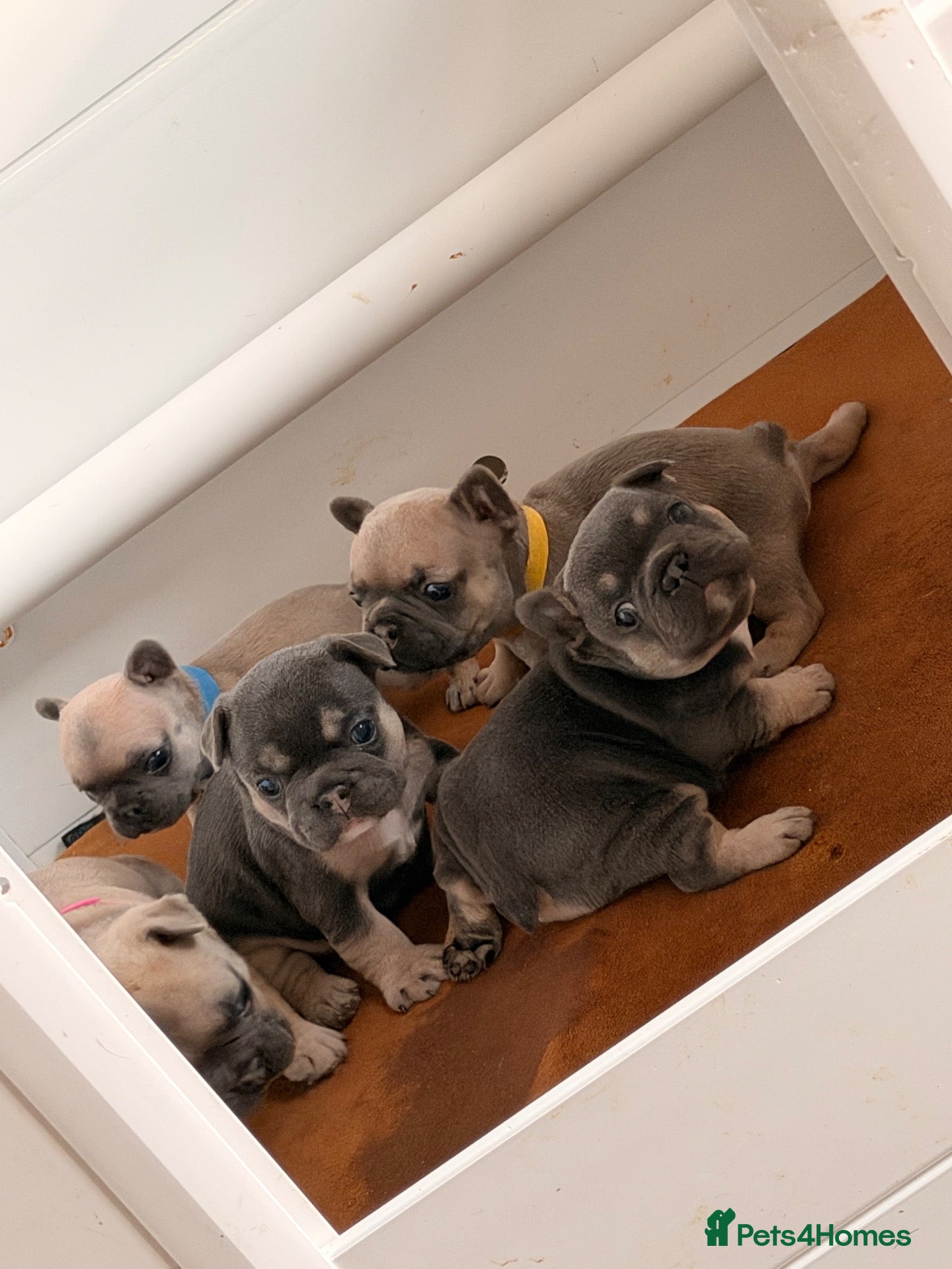 French Bulldog dogs for sale: French Bulldog Pups - Advert 5