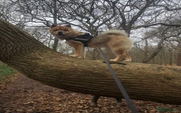 Chow Chow dogs for stud: Chow-husky cross to stud, can travel - Image 6