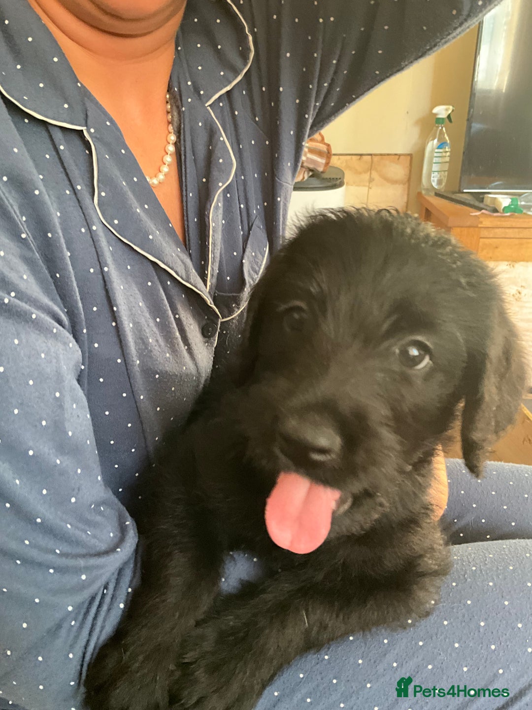 Labrador Retriever dogs for sale: Labrador puppies - Image 8