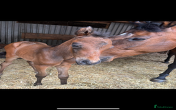 English Thoroughbred horses for sale: Fantastic thoroughbred broodmare - Image 4
