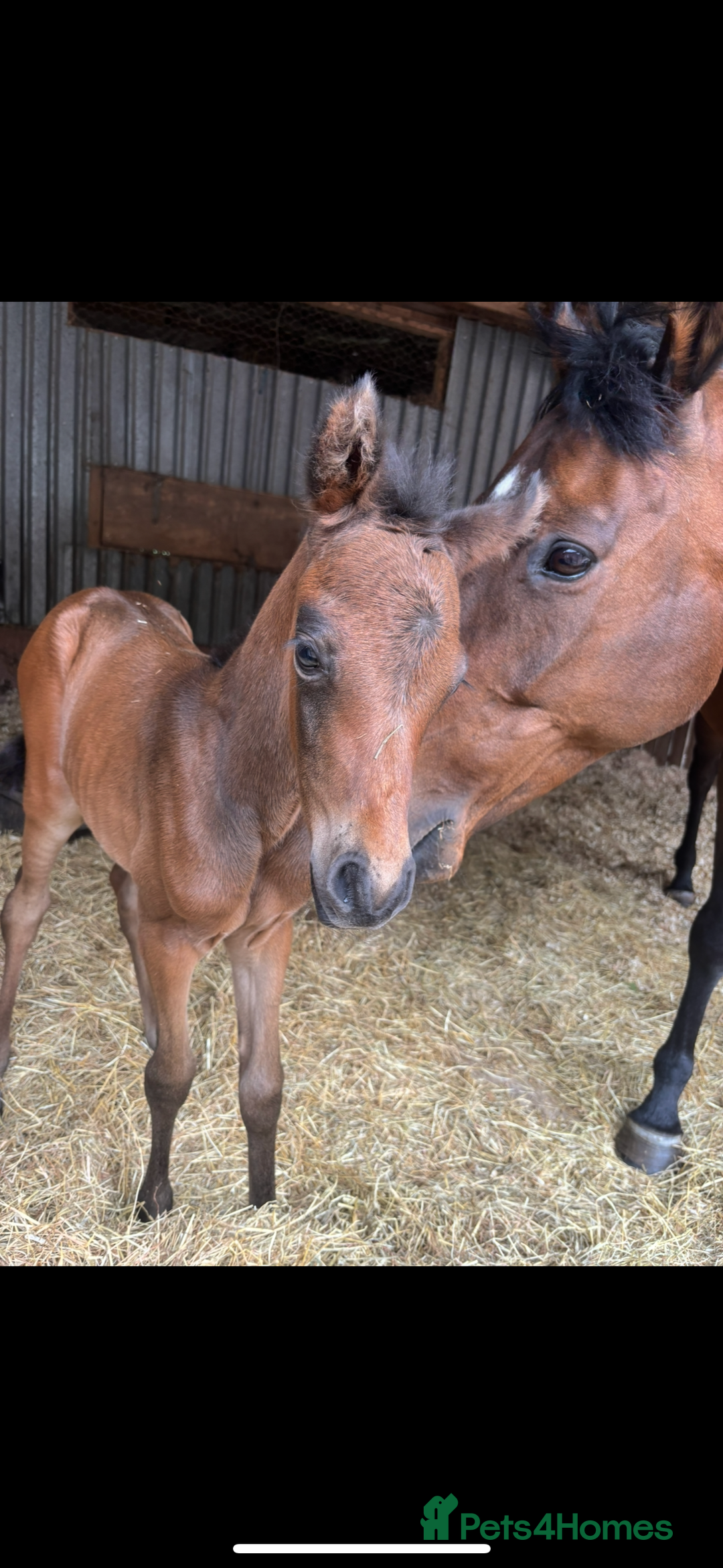 English Thoroughbred horses for sale: Fantastic thoroughbred broodmare - Image 4