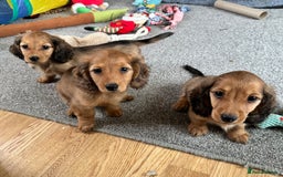 Miniature Dachshund dogs for sale: Longhaired shaded red puppies - Image 2