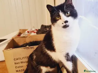 Mixed Breed cats 🐾 JOHNNY 🐾 - a Lovely Cat for a Loving Home - Advert 7