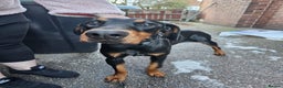 Dobermann dogs for sale: Female doberman  - Advert 1