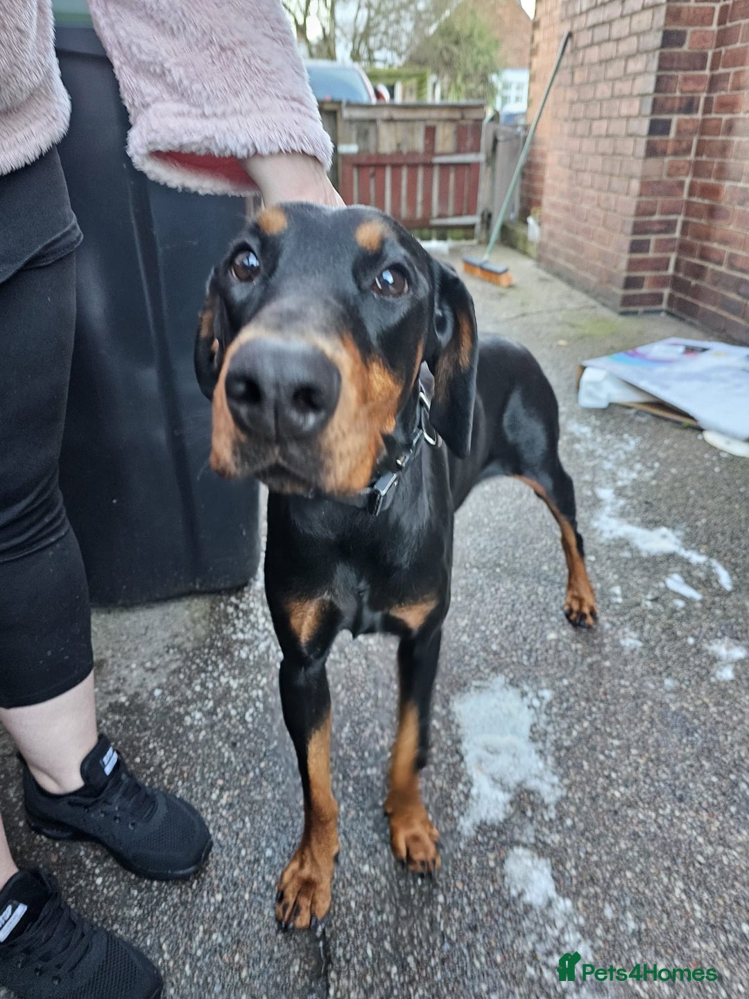 Dobermann dogs for sale: Female doberman  - Advert 1