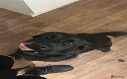 Mixed Breed dogs for sale: Golden Alaskan Chow Pup (inaccurate price) - Advert 2