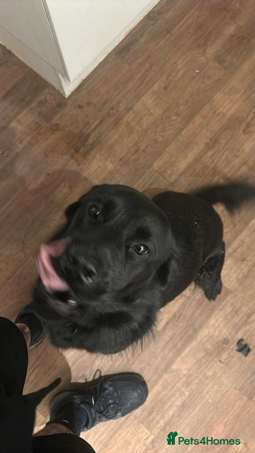 Mixed Breed dogs for sale: Golden Alaskan Chow Pup (inaccurate price) - Advert 2