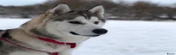 Siberian Husky dogs for stud: Siberian Husky Stud – Healthy & KC Registered in Lichfield - Advert 5