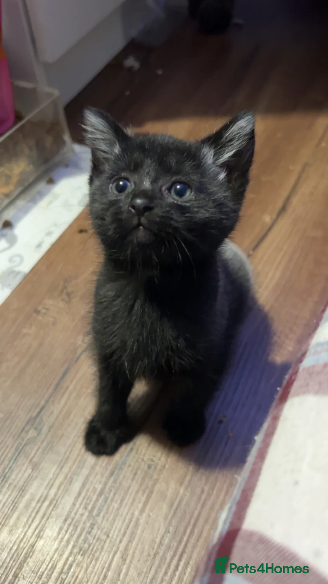 Mixed Breed cats for sale: 4 pretty kittens - Advert 10