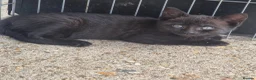 Bengal cats for sale: Two gorgeous Bengal cross kittens  - Advert 8