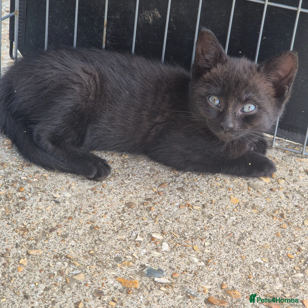Bengal cats for sale: Two gorgeous Bengal cross kittens  - Advert 8