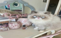 Persian cats for sale: Persian cat - Image 9