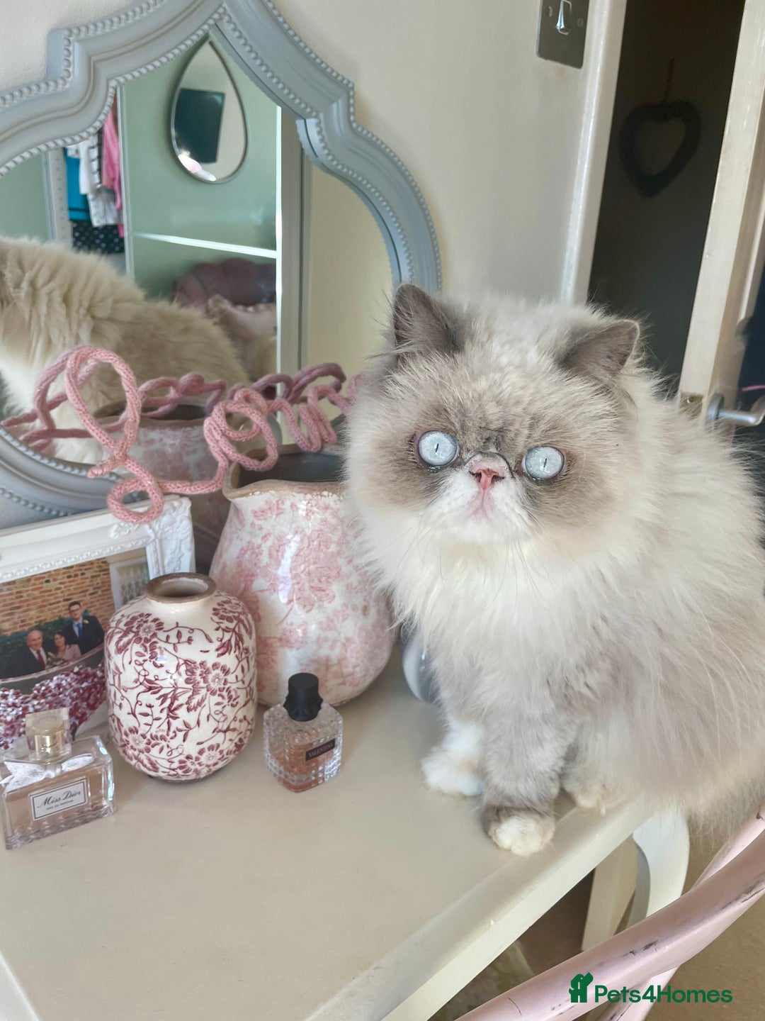 Persian cats for sale: Persian cat - Image 9