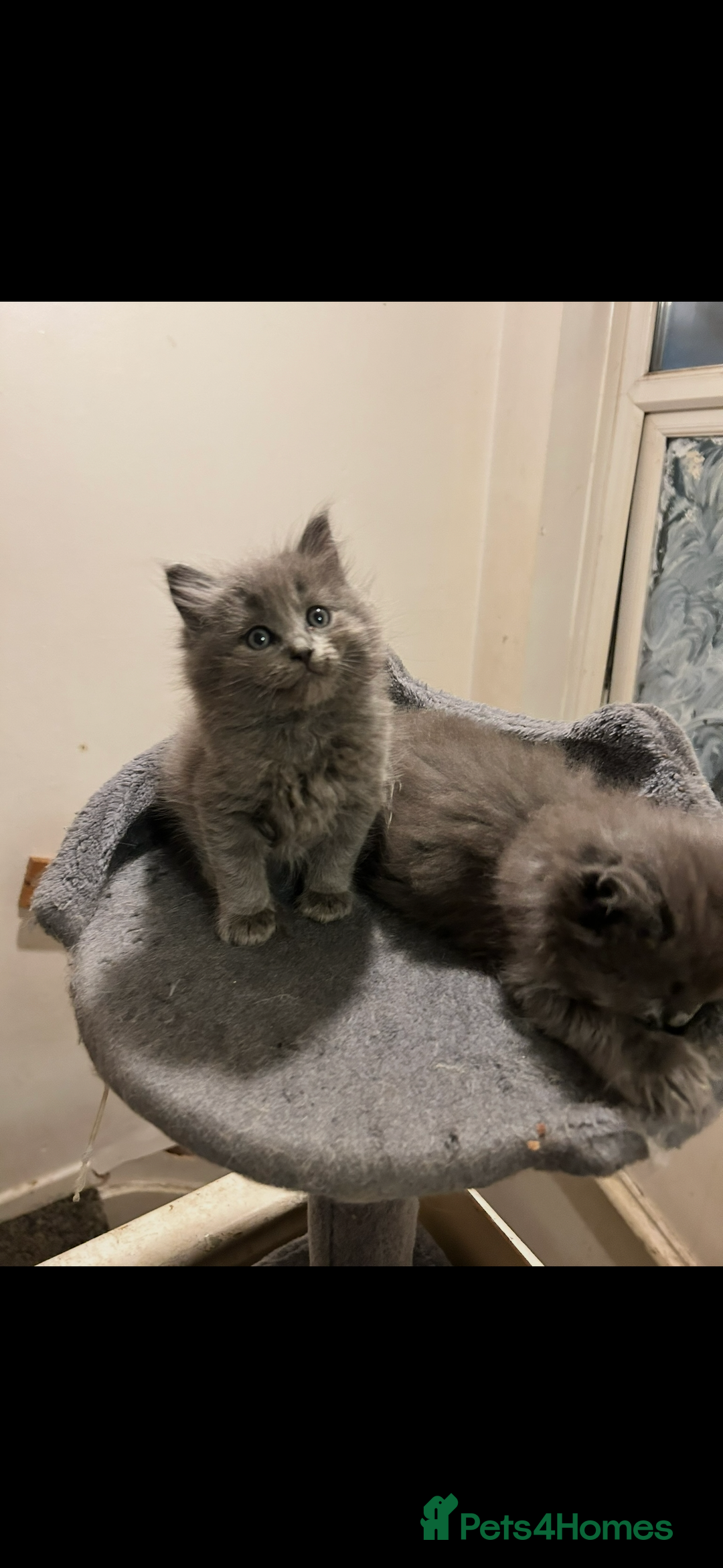 Ragdoll cats for sale: Ragdoll kittens  - Image 3