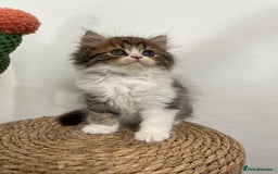 Persian cats for sale: Persian kittens for sale  - Image 8