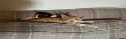 Mixed Breed cats for sale: Two boy ginger kittens  - Advert 11