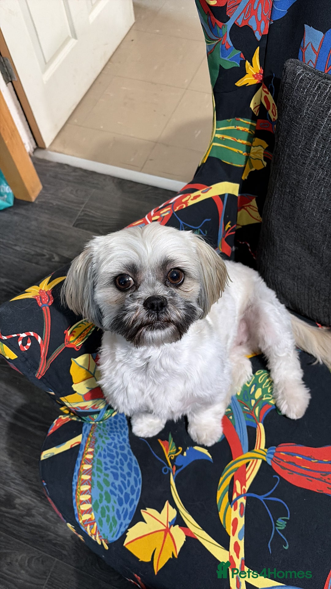 Shih Tzu dogs for sale: Shih tzu - Advert 6