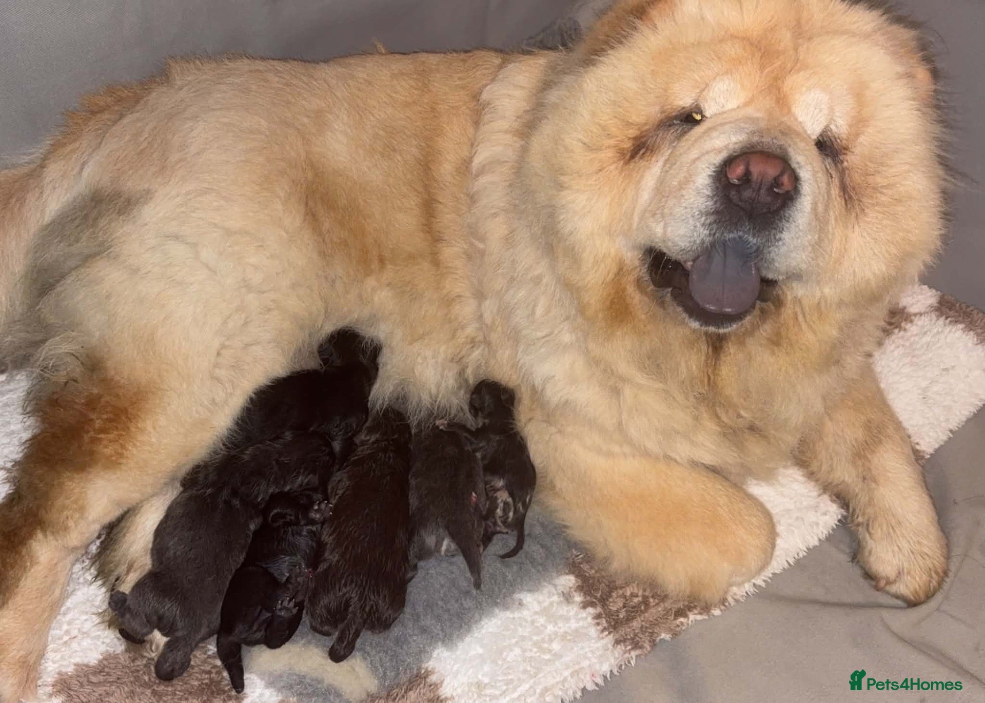 Chow Chow dogs Beautiful Chow Chow Puppies  - Advert 5