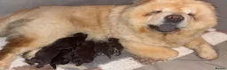 Chow Chow dogs for sale: Beautiful Chow Chow Puppies  - Advert 1