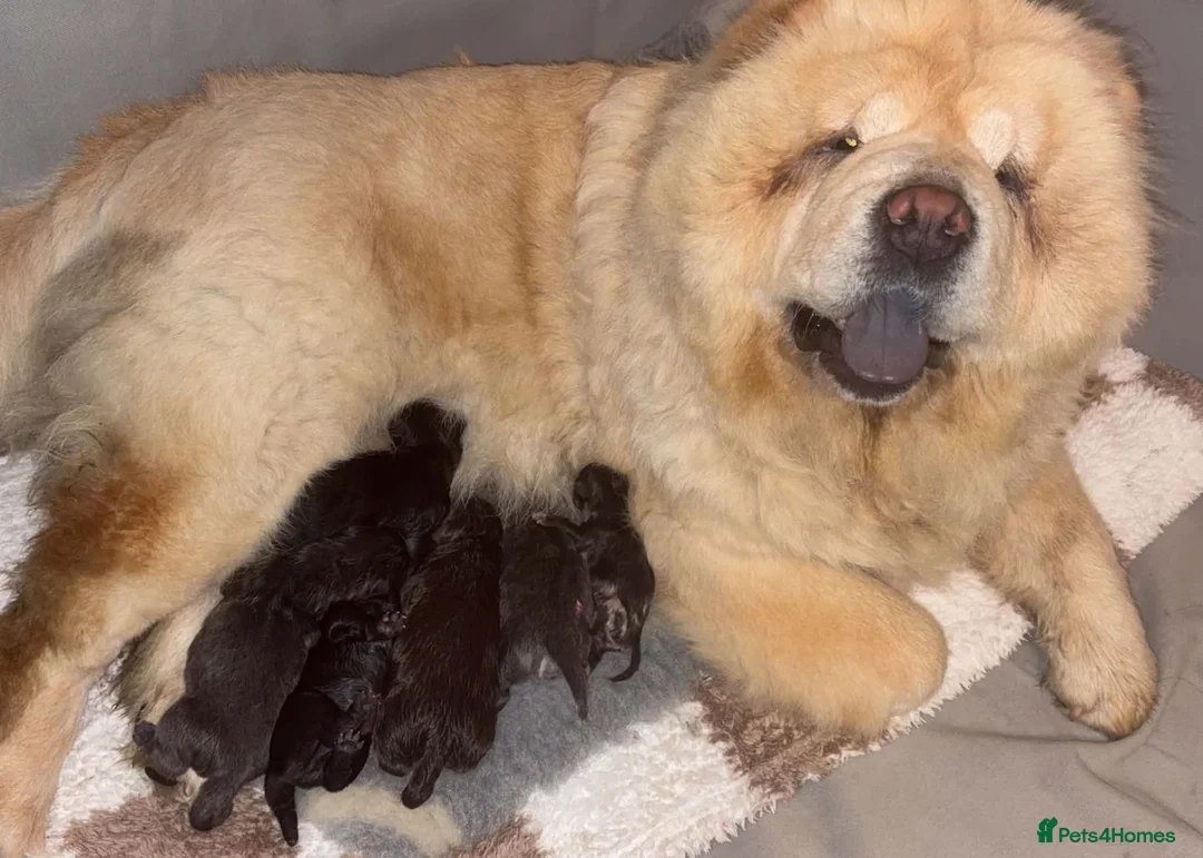 Chow Chow dogs for sale: Beautiful Chow Chow Puppies  - Advert 1