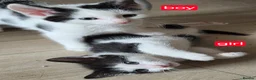 Mixed Breed cats for sale: 4 kittens  in London - Advert 3