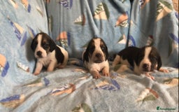 Beagle dogs for sale: 💕Health tested beagle puppies 💕 - Advert 4