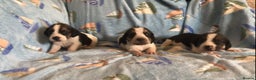 Beagle dogs for sale: 💕Health tested beagle puppies 💕 - Advert 4