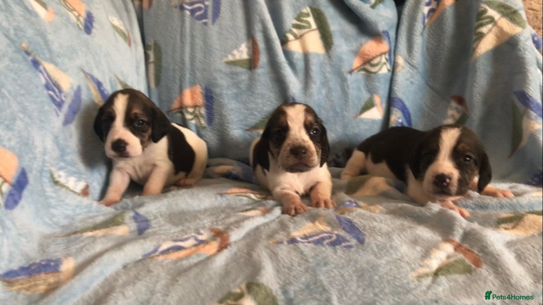 Beagle dogs for sale: 💕Health tested beagle puppies 💕 - Advert 4