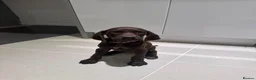 German Shorthaired Pointer dogs for sale: 1 Beautiful German Shorthaired Pointer Pup - Advert 6