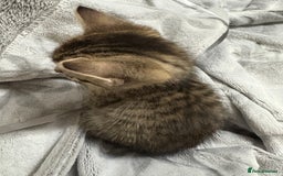 Bengal cats for sale: Bengal cross tabby kitten  - Image 2