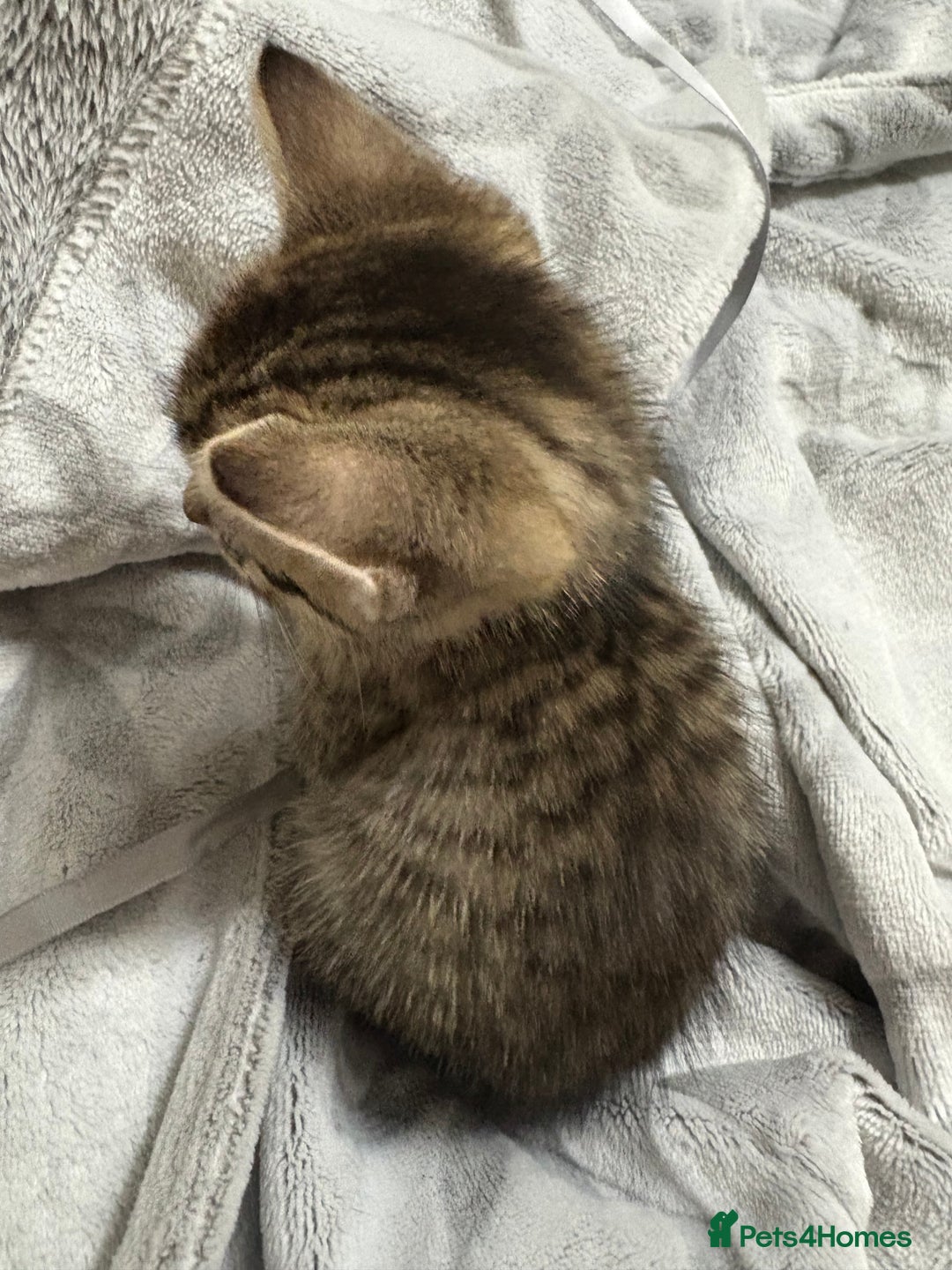 Bengal cats for sale: Bengal cross tabby kitten  - Image 2