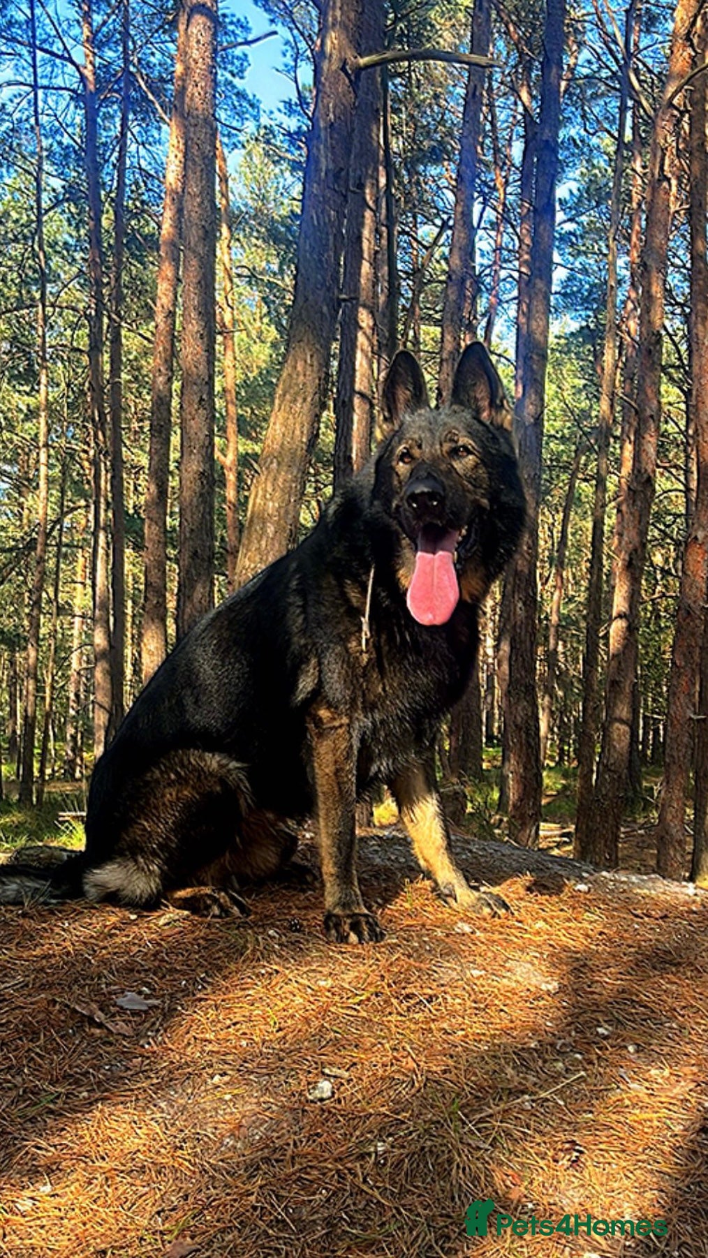 German Shepherd dogs ✨ Premium Stud Dog- BULLET.✨ - Advert 6