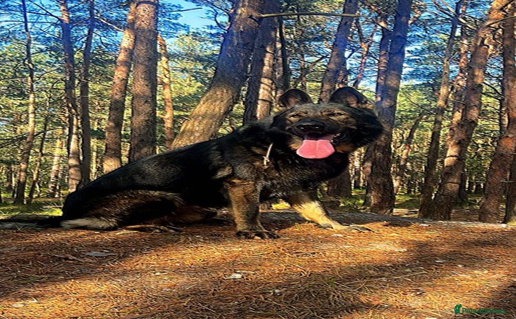 German Shepherd dogs ✨ Premium Stud Dog- BULLET.✨ - Advert 1