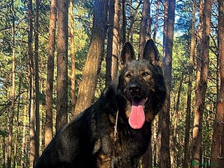 German Shepherd dogs ✨ Premium Stud Dog- BULLET.✨ - Advert 2