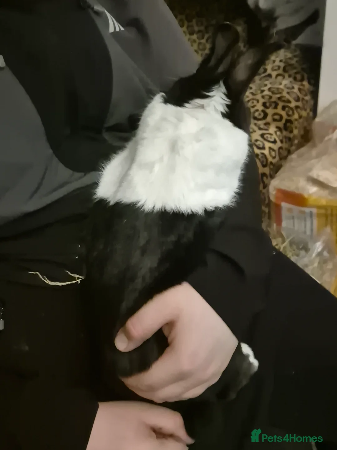 Dutch rabbits for sale: Male rabbit in Choppington - Advert 4